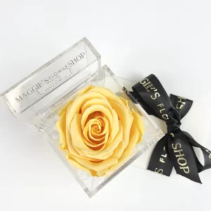 B&BA Single Apricot Eternity Rose